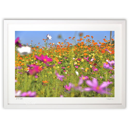 煌びやかなコスモス3