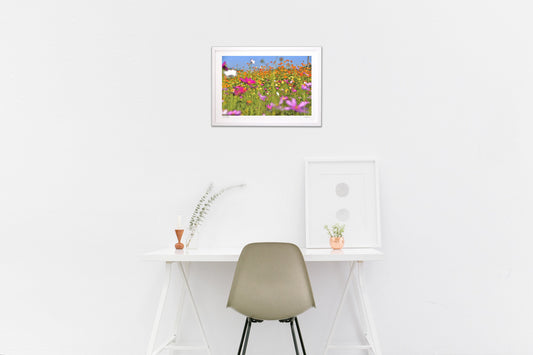 煌びやかなコスモス3