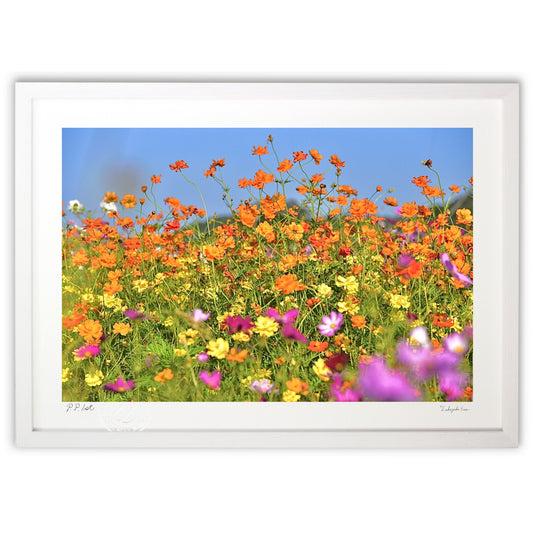 煌びやかなコスモス4