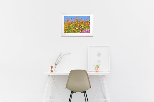 煌びやかなコスモス4