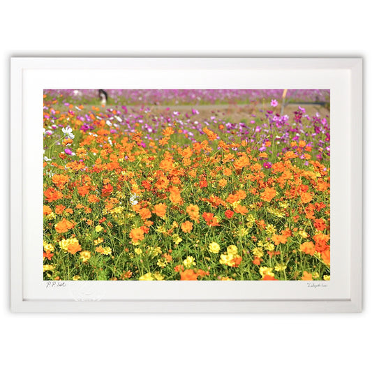 煌びやかなコスモス5