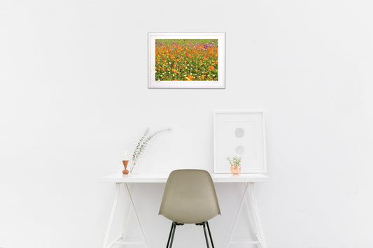 煌びやかなコスモス6