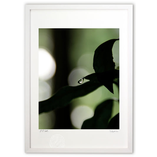 森と光と影と雨粒と