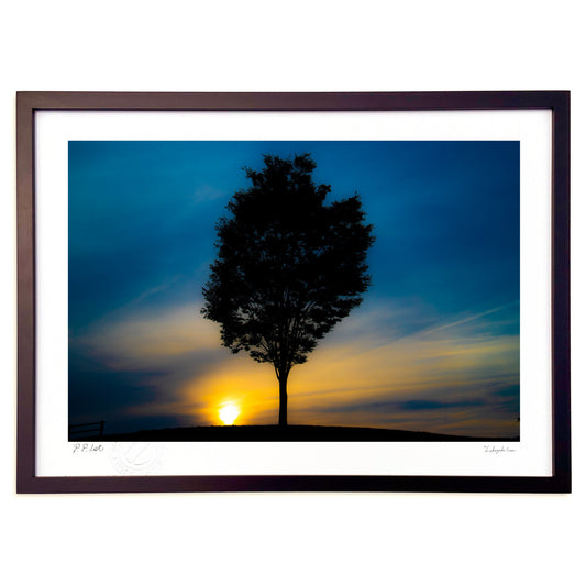 写真　一本の木 ＰＭ6：30