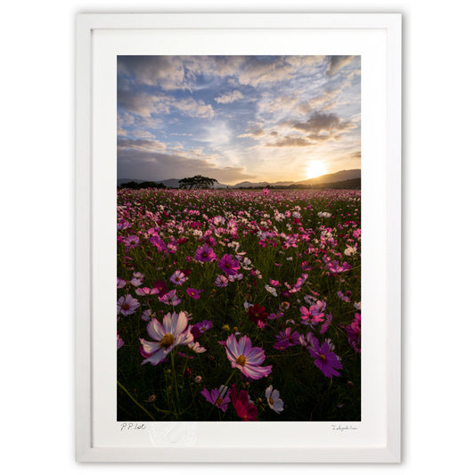 藤原京跡のコスモス