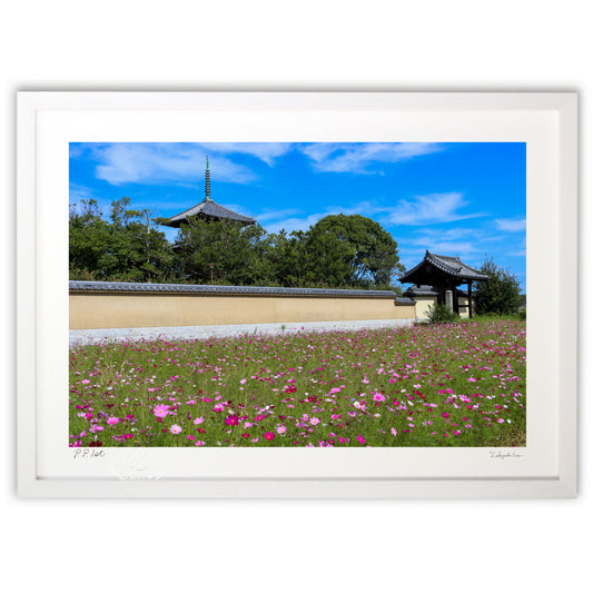 法起寺 コスモス