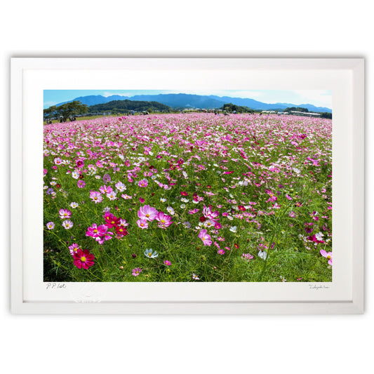 藤原京跡　コスモス