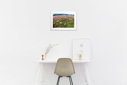 藤原京跡　コスモス