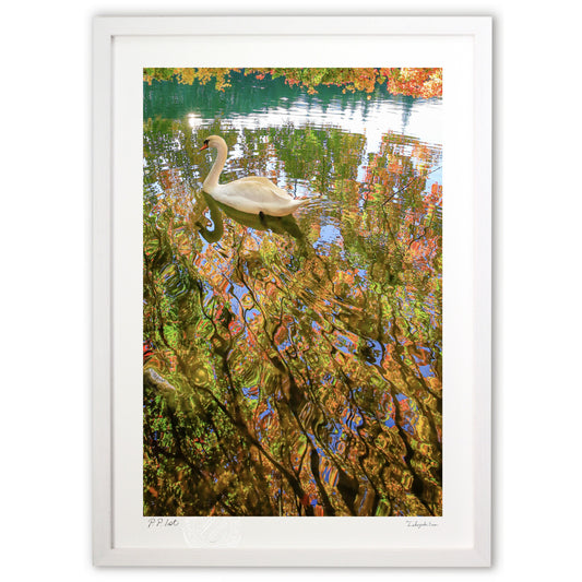 白鳥の波紋が描くアート🎨