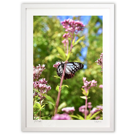 アサギマダラとフジバカマ