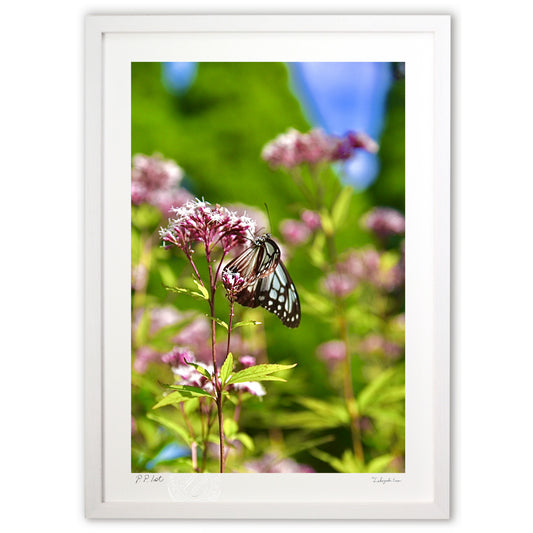 アサギマダラとフジバカマ2