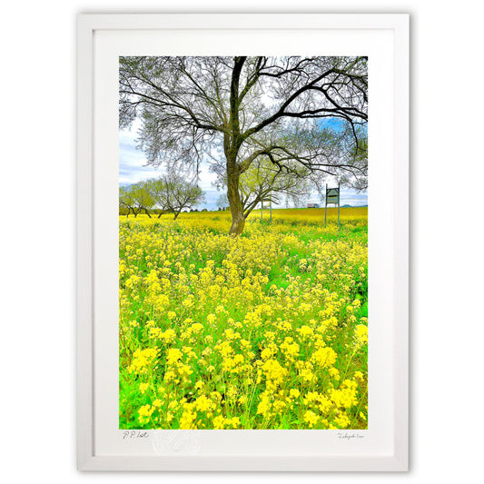 柳の木と菜の花