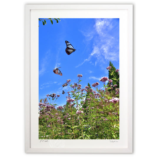 空飛ぶアサギマダラ