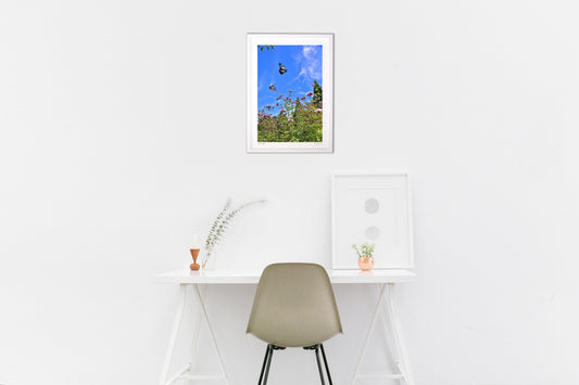 空飛ぶアサギマダラ