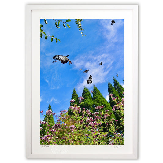 飛び立つアサギマダラ