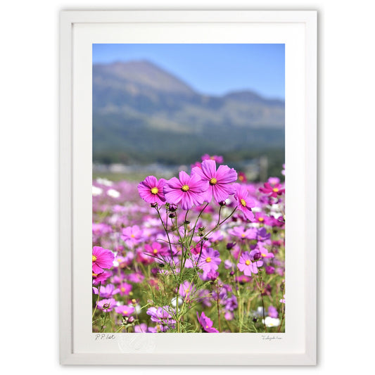 ピンクのコスモス