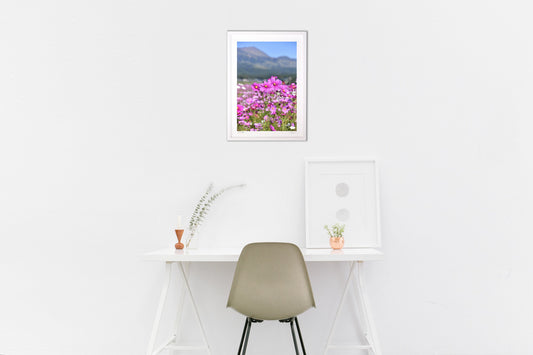 ピンクのコスモス