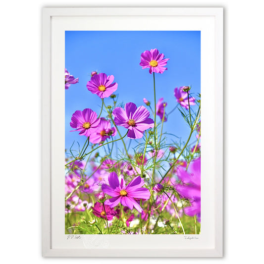 ピンクのコスモス2