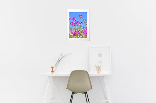 ピンクのコスモス2