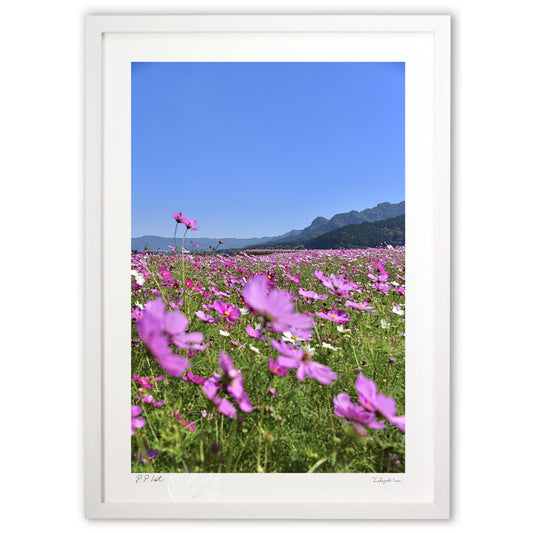 草原のコスモス