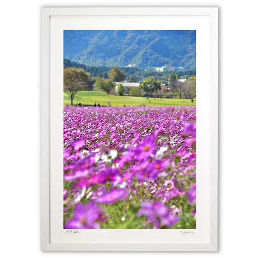 ピンクのコスモス3