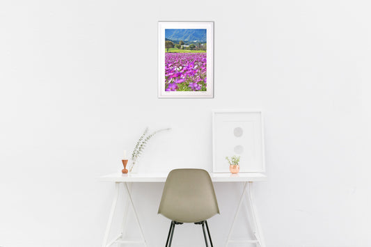 ピンクのコスモス3