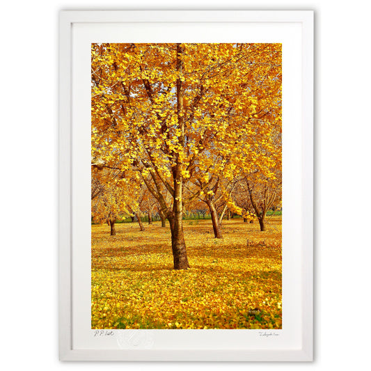 夕陽に照らされる銀杏