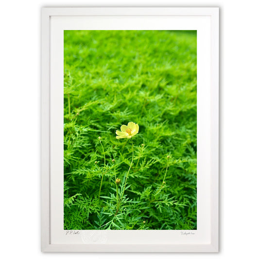 キバナコスモス