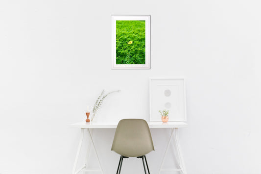 キバナコスモス