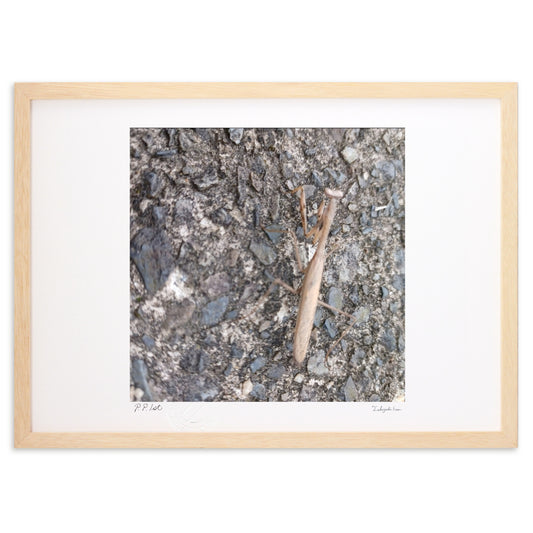 10月のコカマキリ