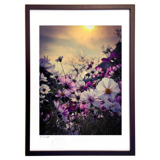 夕陽の中のコスモス