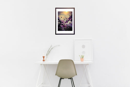 夕陽の中のコスモス