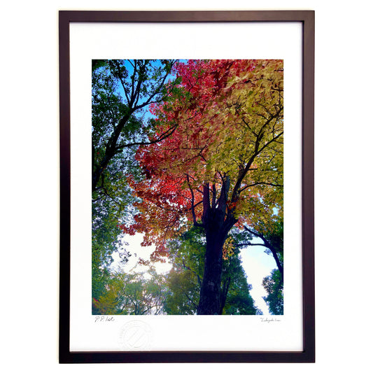 見上げた秋の世界