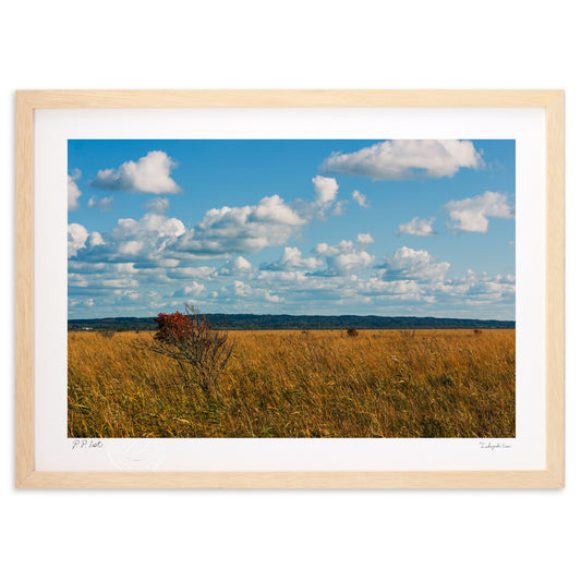 秋のサロベツ原野