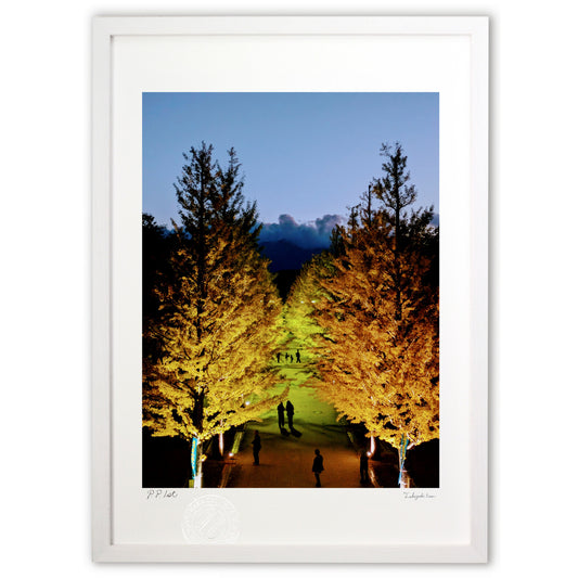 いちょう並木のライトアップ