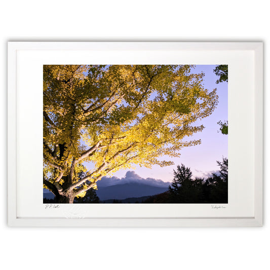 夕焼け空といちょう