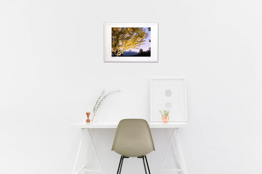 夕焼け空といちょう