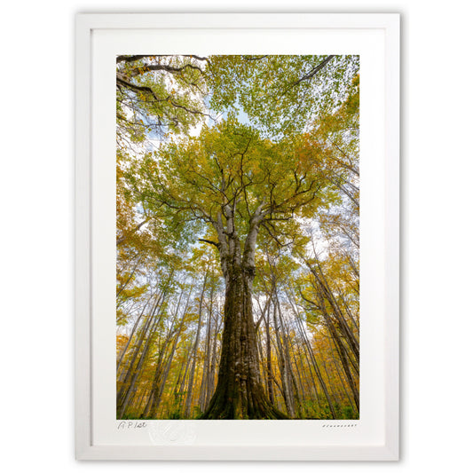 錦をまとう森神