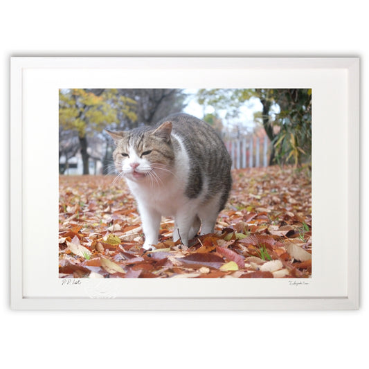 落葉の絨毯の上で♪