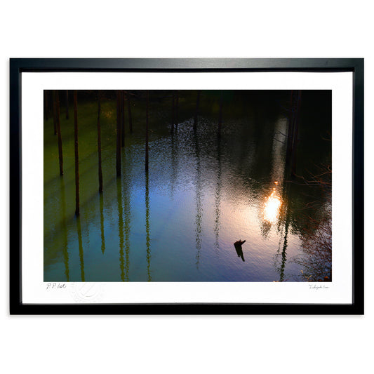 二月の森・日没