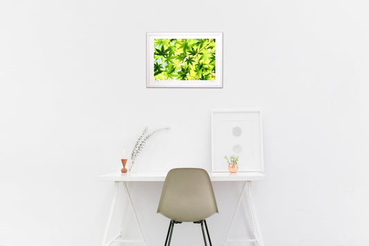 爽やかな青もみじ