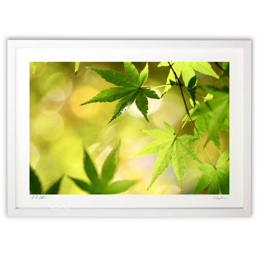 モミジとキラキラ