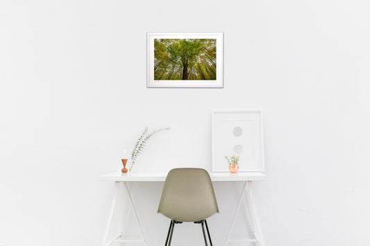 錦をまとう森神