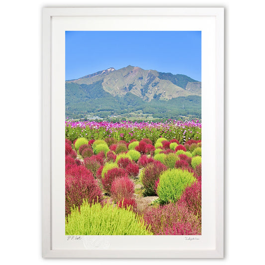 コキアとコスモス2