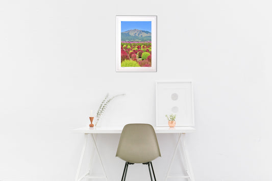 コキアとコスモス2