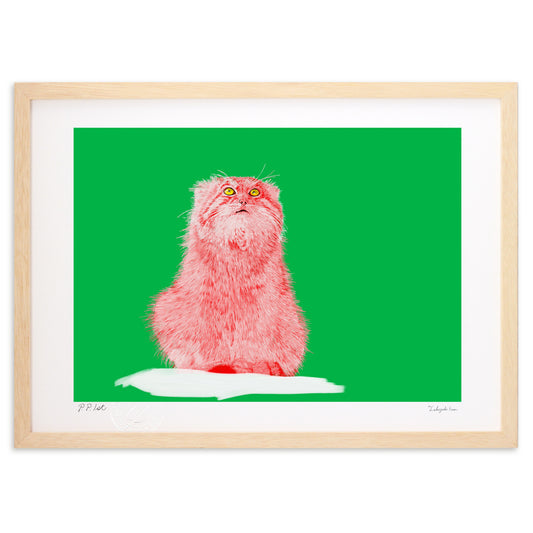 マヌルネコー遠くを見つめる