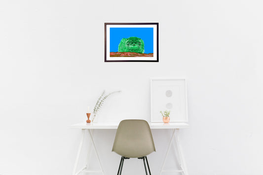 マヌルネコー眠り、休む