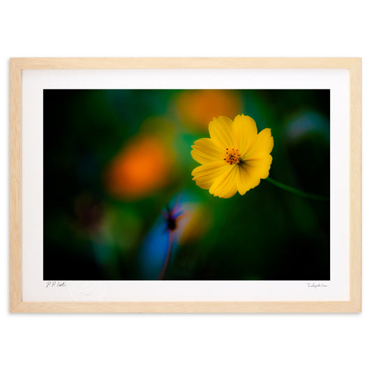 夢で出会った花