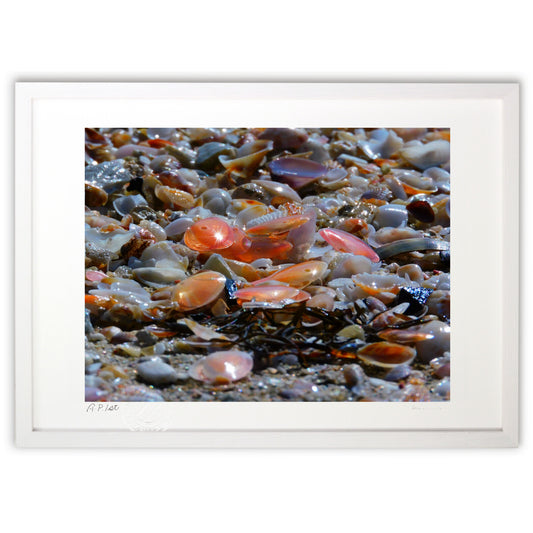 日に照るさくら貝