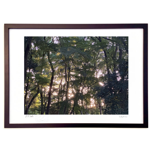 樹々の間からの光